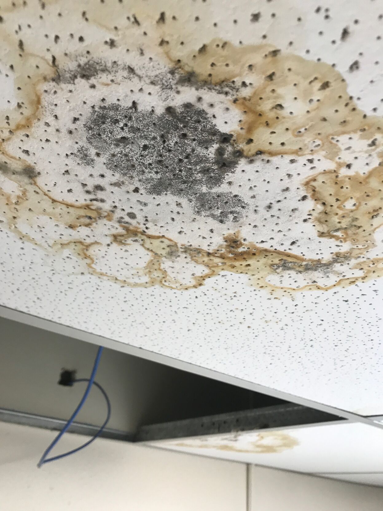 mold lsus